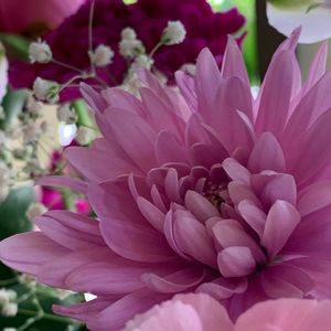 Meet your Posher, Dora